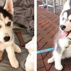 Cute Husky Dogs Help You Relax After Tiring Day 🐶🥰 | Cute Puppies