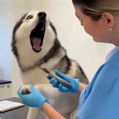 The World's funniest HUSKY 😁 Funny Dogs Video 2026
