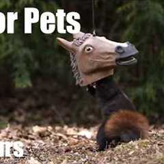 Backyard Birds and Squirrels Horsing Around - 10 Hour Cat TV for Pets to Watch 🐱 - Mar 22, 2026