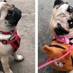 8+ Minutes of Cute & Funny Pug Puppies that Will Make Your Day Full of Happiness 😍💕 | Cute Puppies