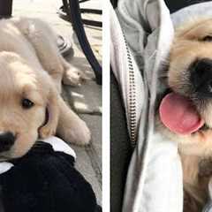 AWW 🥰 The Best Adorable Golden Puppies in The Planet Makes Your Heart Melt | Cute Puppies