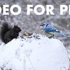 Cat TV for Pets to Watch 🐱 - 10 Hours of Birds, Squirrels and Forest Friends - Mar 23, 2026