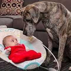 Dog Can’t Control His Emotions At First Time Seeing and Talking To His Baby Sister 😭