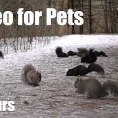 A Scurry of Squirrels in a Snowy Forest - 10 Hour Cat TV for Pets to Watch 🐱  - Mar 24, 2025