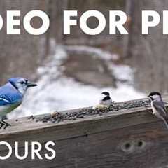 Blue Jays, Barred Owls and Beautiful Birds - 10 Hour Cat TV for Pets to Watch 🐱 - Mar 25, 2026