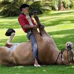 These Funny Horses Being Silly with Mans Are a Must Watch! 🤪