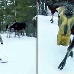 This Moose has no chill | Try Not To Laugh Weekly Animals