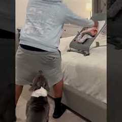 Animals Being Little Jesters! | Funniest Pets Of The Week