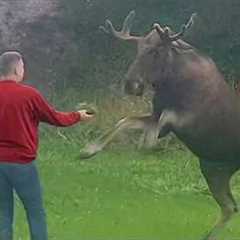 The Best Moose Moments That Turned Into Uncontrollable Laughter