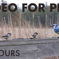 Saturday Morning Cartoons for Pets 🐱 - 10 Hours of Birds and Forest Friends - Mar 28, 2026