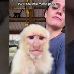 Monkey snatches phone and takes selfie