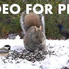 Cat TV for Pets to Watch 🐱 - 10 Hours of Backyard Birds and Squirrels in the Snow - Mar 29, 2026