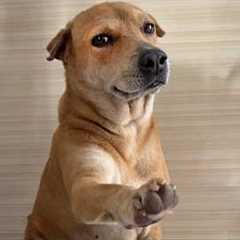 The Funniest Dog of 2026 So Far 😂 NEW Funny Dog Videos