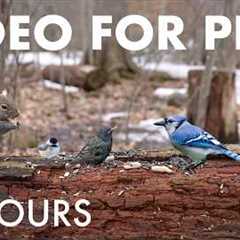 Cat TV for Pets to Watch 🐱 - 10 Hours of Owls, Squirrels and Forest Friends - Mar 30, 2026