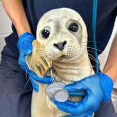 You Have to See This Animal’s Reaction Facing the Vet 😂