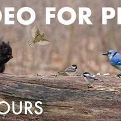 Cat TV for Pets to Watch 🐱 - 10 Hours of Birds, Squirrels and Forest Friends - Mar 31, 2026