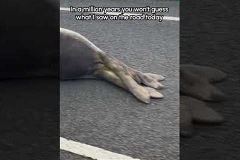 Paint me like one of your French seals🤣🦭 (Via -  Leigh M.) #Seal #FunnySeal #Wildlife #Traffic