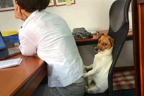 This Dog Understand Human Better Than You!