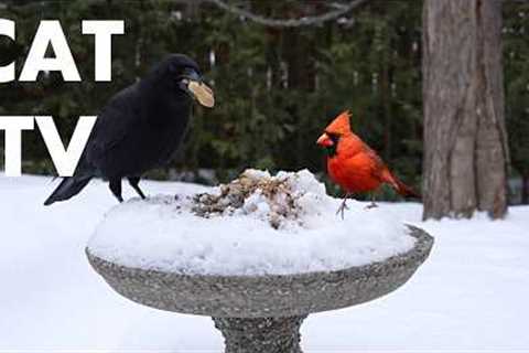 Cat TV for Pets to Watch 🐱 - Crows, Blue Jays, Cardinals and Backyard Birds - Mar 01, 2026