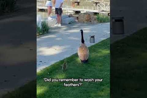 Goose Mom Waits Very Patiently For Her Baby To Be Done Playing In The Grass 🥰