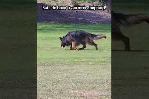 My German Shepherd Helps Find My Lost Car Keys!