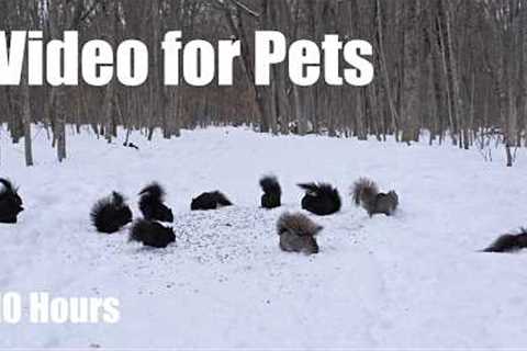 A Scurry of Squirrels in a Winter Wonderland - 10 hour Cat TV for Pets to Watch 🐱 - Mar 02, 2026