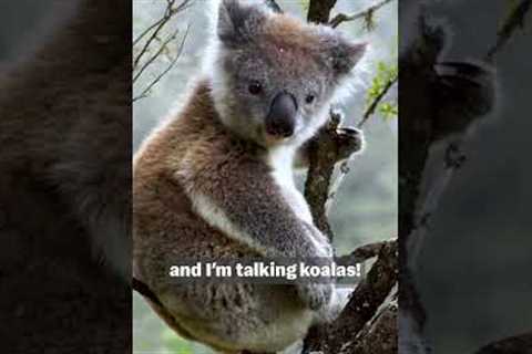 Bears Unlimited: Our NEW Video all about bears premiering TOMORROW!! 🔥😱🐻#Bears #failgag #wildanimals