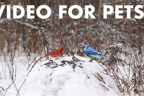 Cat TV for Pets to Watch 🐱 - 10 Hours of Birds, Squirrels and Forest Friends - Mar 03, 2026