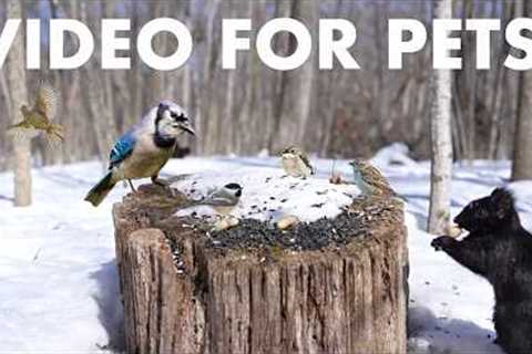 Cat TV for Pets to Watch 🐱 - Birds, Squirrels and Forest Friends in the Snow - Mar 04, 2026