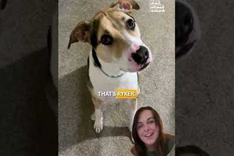 Paw Picks: Chom Chom Roller