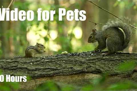 Summer Clips to Cure Winter Blues - 10 Hour Cat TV for Pets to Watch 🐱 - Mar 05, 2026