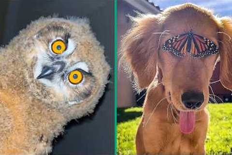 Crazy animal moments caught on camera 💥🦉🔥 | best funny animal video compilation