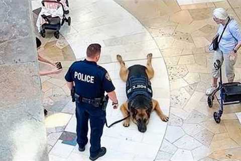 I Would Die Laughing for these Police Dog 😂