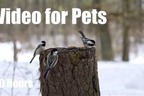 Cat TV for Pets to Watch 🐱 - Chickadees and Beautiful Birds in a Snowy Forest - Mar 06, 2026