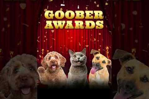 💧 Is your pet a certified drool factory?!