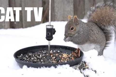 Saturday Morning Cartoons for Pets - 10 Hours of Squirrels in the Falling Snow - Mar 07, 2026