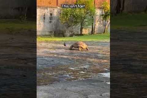 Tortoise Plays Tag With Pigeons