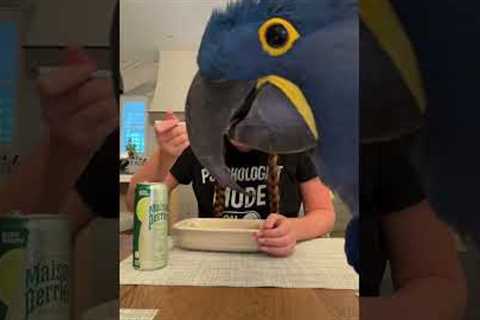 Hyacinth Macaw Steals Show With Funny Video Cameo!