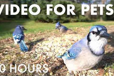 Cat TV for Pets to Watch - Blue Jays and Beautiful Backyard Birds and Squirrels - Mar 08, 2026