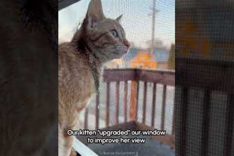 Clever orange kitten makes head-hole in window screen!