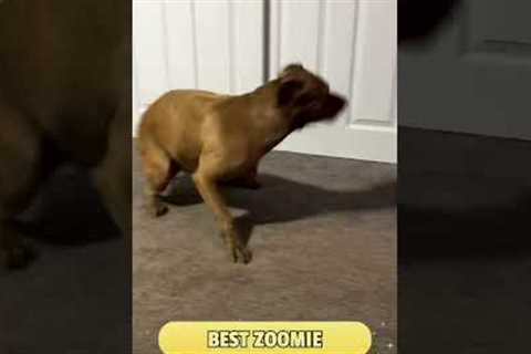 Got a Zoomie pro in your household?🌪️  Show us that wild run and you could win $500!🔗 #Dog #Cat