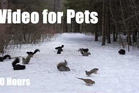 Cat TV for Pets to Watch 🐱 - Squirrels, Doves and Forest Animals in Harmony - Mar 09, 2026