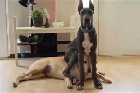 When Your Great Dane is Raised by Comedians 🤣