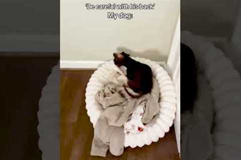 Daredevil Dachshund Keeps Leaping From Bed Onto Dog Bed 🤣💥