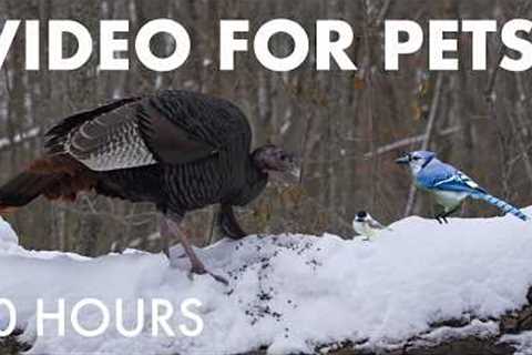 Wild Turkeys, Birds, Squirrels and Forest Friends - 10 Hour Cat TV for Pets 🐱 - Mar 10, 2026