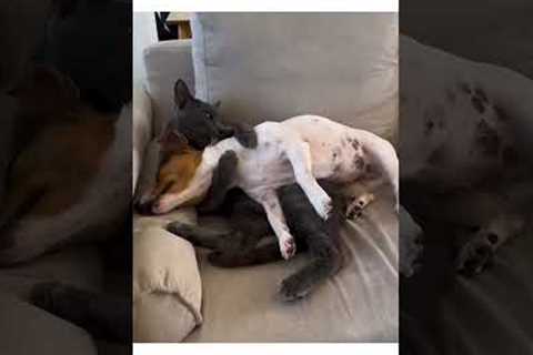 Cat And Dog Spotted Licking Each Other