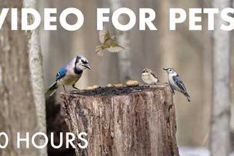 Cat TV for Pets to Watch 🐱 - 10 Hours of Birds, Squirrels and Forest Friends - Mar 11, 2026