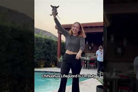 Parental supervision near pools is crucial, no matter what species!! 😅💕 #Chiahuahua #Dog #Puppy