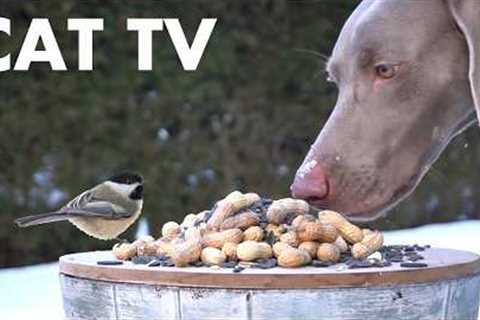 Cat TV for Pets to Watch 🐱 - 10 Hours of Backyard Birds, Squirrels and Friends - Mar 12, 2026