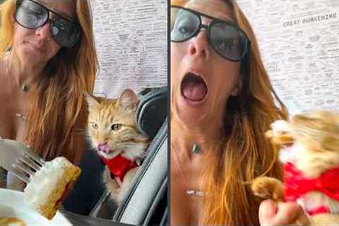 My Cat Is Literally An NPC! 😹 | Funniest Pets Of The Week